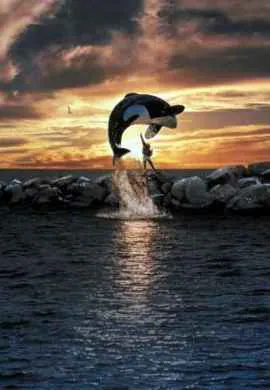 Освободите Вилли Освободите Вилли